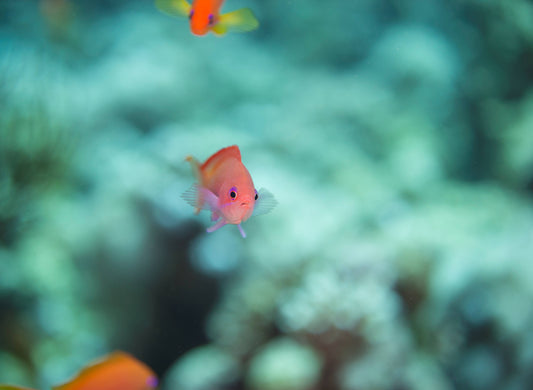 Local Fish Identification