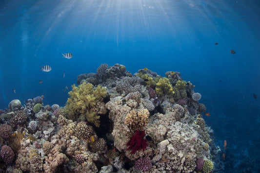 Coral Reef Conservation