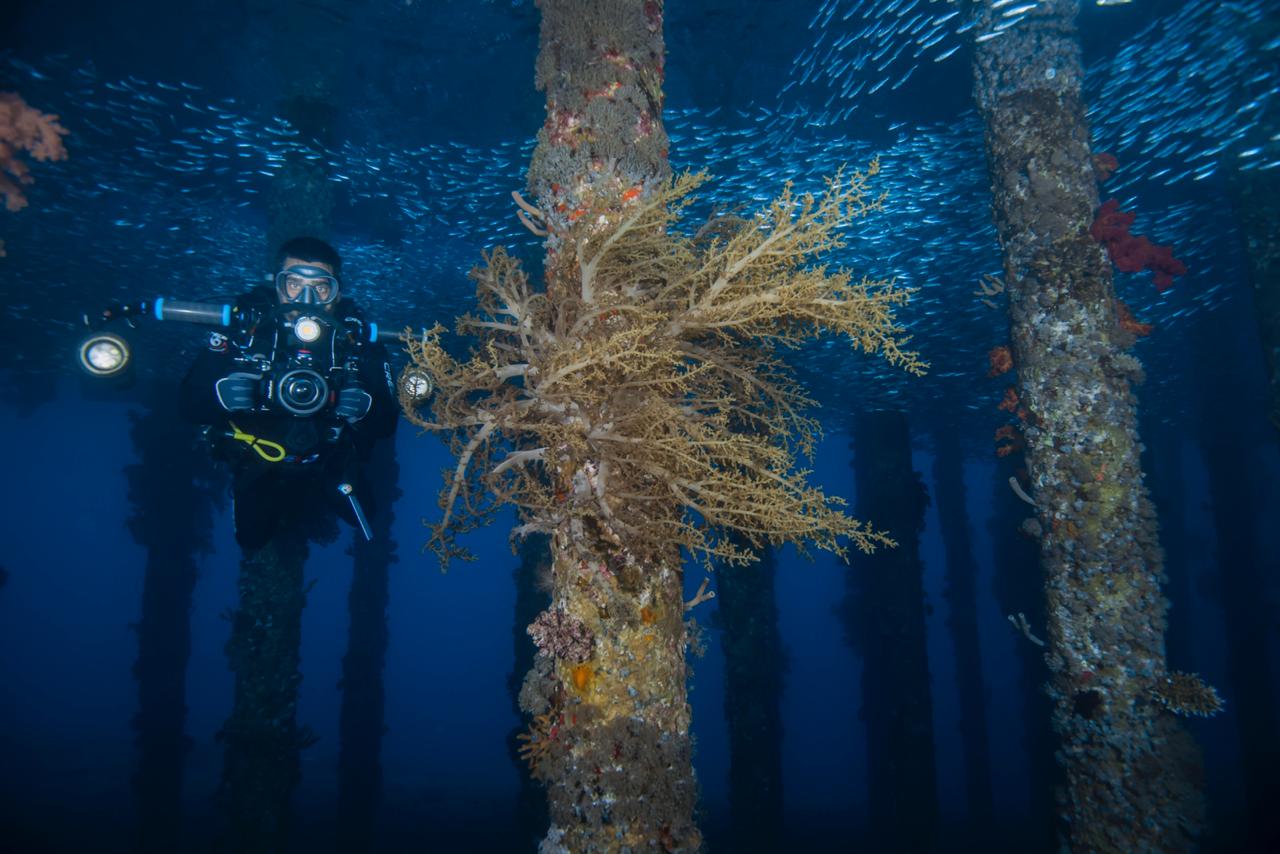 Individuals, couples, families and small groups Scuba Diving holidays aqaba